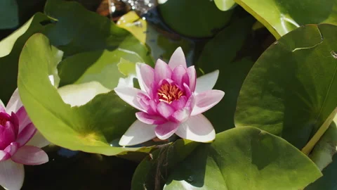 Lotus pond Stock Footage 200587416