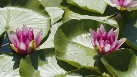 Lotus pond Stock Footage 200588707