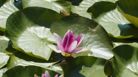 Lotus pond Stock Footage 200588982