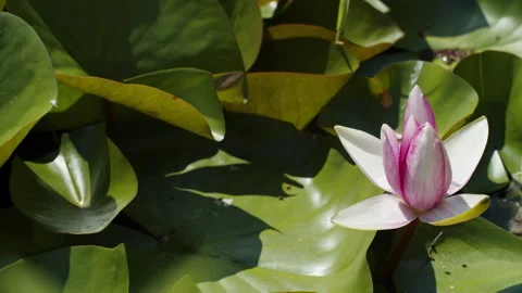 Lotus pond Stock Footage 200589772