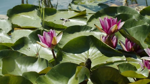 Lotus pond Stock Footage 200590056