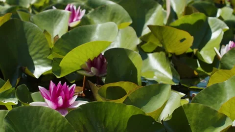 Lotus pond Stock Footage 200590943
