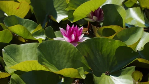 Lotus pond Stock Footage 200591209