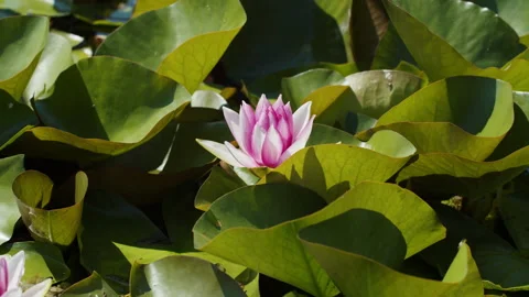 Lotus pond Stock Footage 200591830