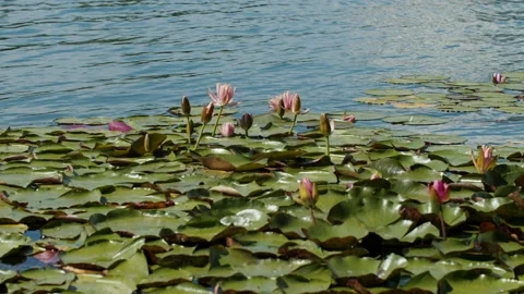 Lotus pond Stock Footage 200592151