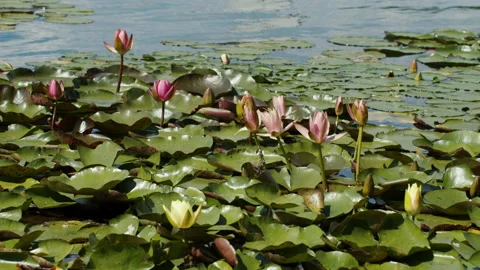 Lotus pond Stock Footage 200593009