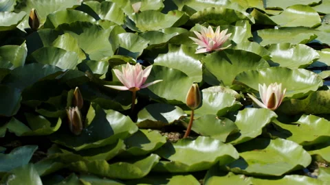 Lotus pond Stock Footage 200594044