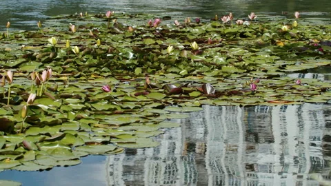 Lotus pond Stock Footage 200595129