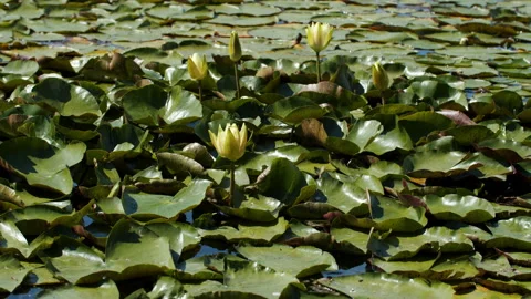 Lotus pond Stock Footage 200595574
