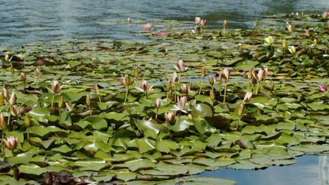 Lotus pond Stock Footage 200596006