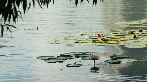 Lotus pond Stock Footage 200596451