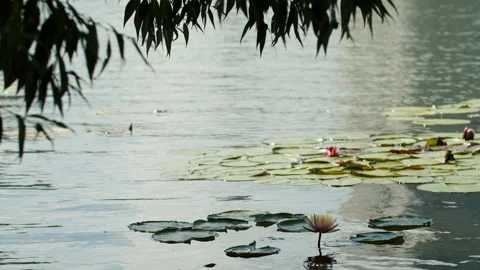 Lotus pond Stock Footage 200596830