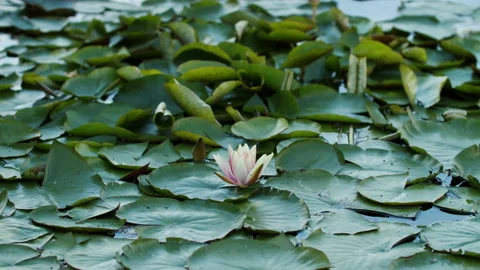 Lotus pond Stock Footage 200597590
