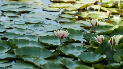 Lotus pond Stock Footage 200597997