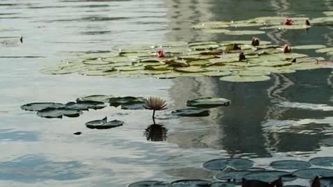 Lotus pond Stock Footage 200598515