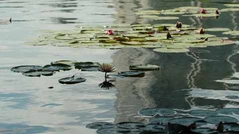Lotus pond Stock Footage 200599018