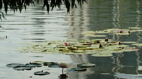 Lotus pond Stock Footage 200599725
