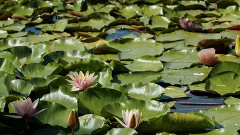 Lotus pond Stock Footage 200600370