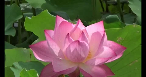 Lotus in the pond Stock Footage 310068706