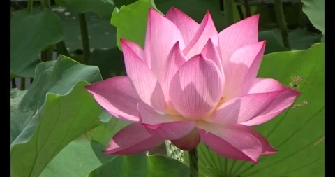 Lotus in the pond Stock Footage 310068724