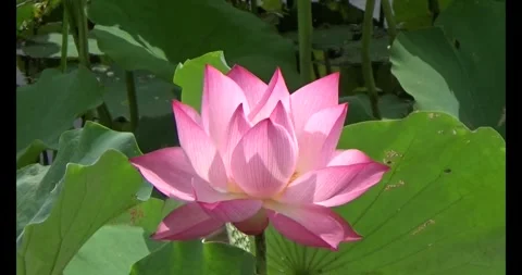 Lotus in the pond Video stock 310068729