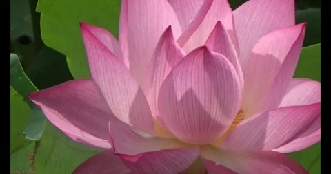 Lotus in the pond Video stock 310068756