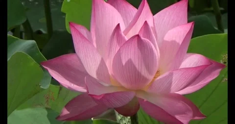 Lotus in the pond Video stock 310068776