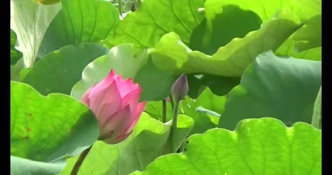 Lotus in the pond Stock Footage 310068839