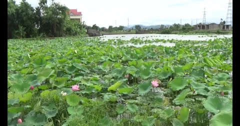 Lotus in the pond Stock Footage 310068854