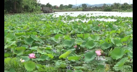 Lotus in the pond Stock Footage 310068859