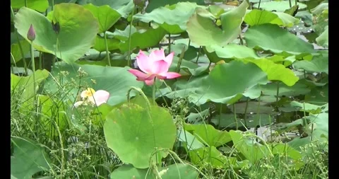 Lotus in the pond Stock Footage 310068867