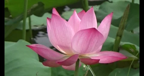 Lotus in the pond Stock Footage 310068876