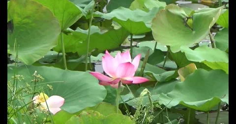 Lotus in the pond Stock Footage 310068898