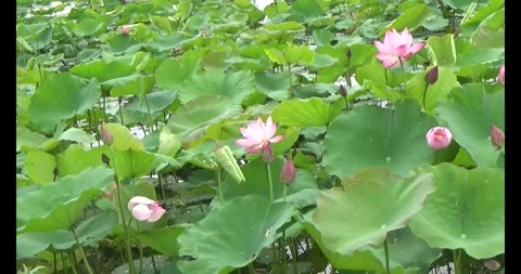 Lotus in the pond Stock Footage 310068951