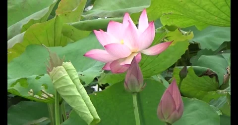 Lotus in the pond Video stock 310068980