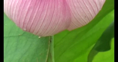 Lotus in the pond Video stock 310068983