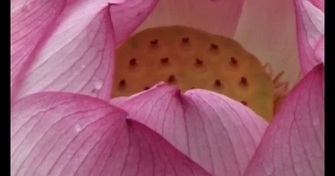 Lotus in the pond Stock Footage 310069008