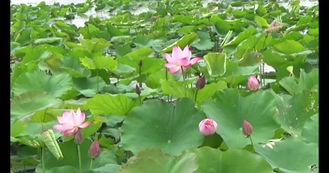 Lotus in the pond Stock Footage 310069051