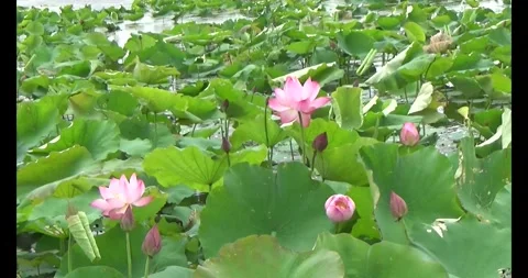 Lotus in the pond Video stock 310069059