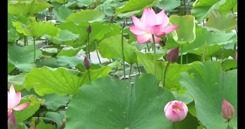 Lotus in the pond Video stock 310069072