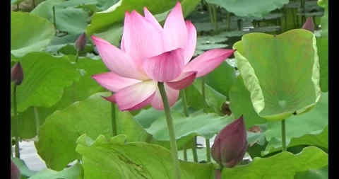 Lotus in the pond Stock Footage 310069110