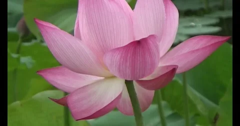 Lotus in the pond Stock Footage 310069112