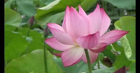 Lotus in the pond Video stock 310069121