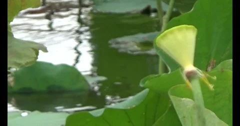 Lotus in the pond Stock Footage 310069131