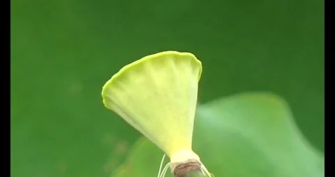 Lotus in the pond Stock Footage 310069139
