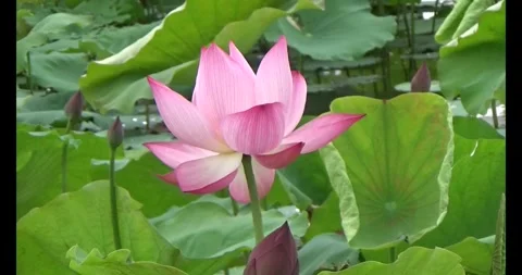 Lotus in the pond Stock Footage 310069199