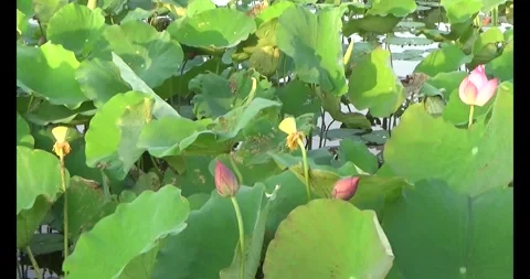 Lotus in the pond Stock Footage 310069256