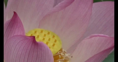 Lotus in the pond Stock Footage 310069382