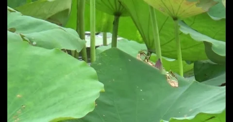 Lotus in the pond Stock Footage 310069383