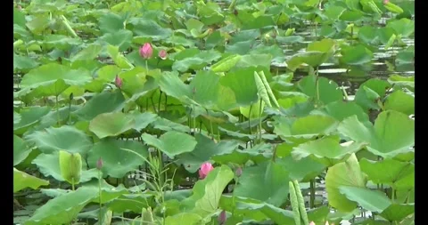Lotus in the pond Video stock 310069391